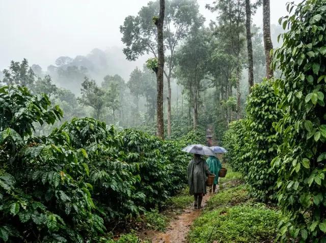Best Places to Visit in India During the Monsoon Season
